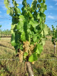 Calardis_Blanc_26_2